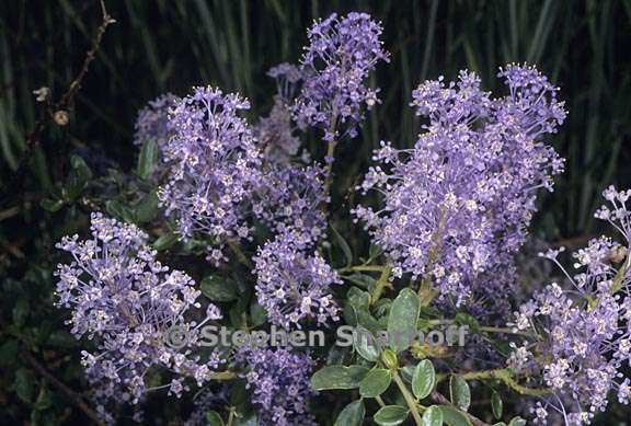 ceanothus parvifolius 7 graphic